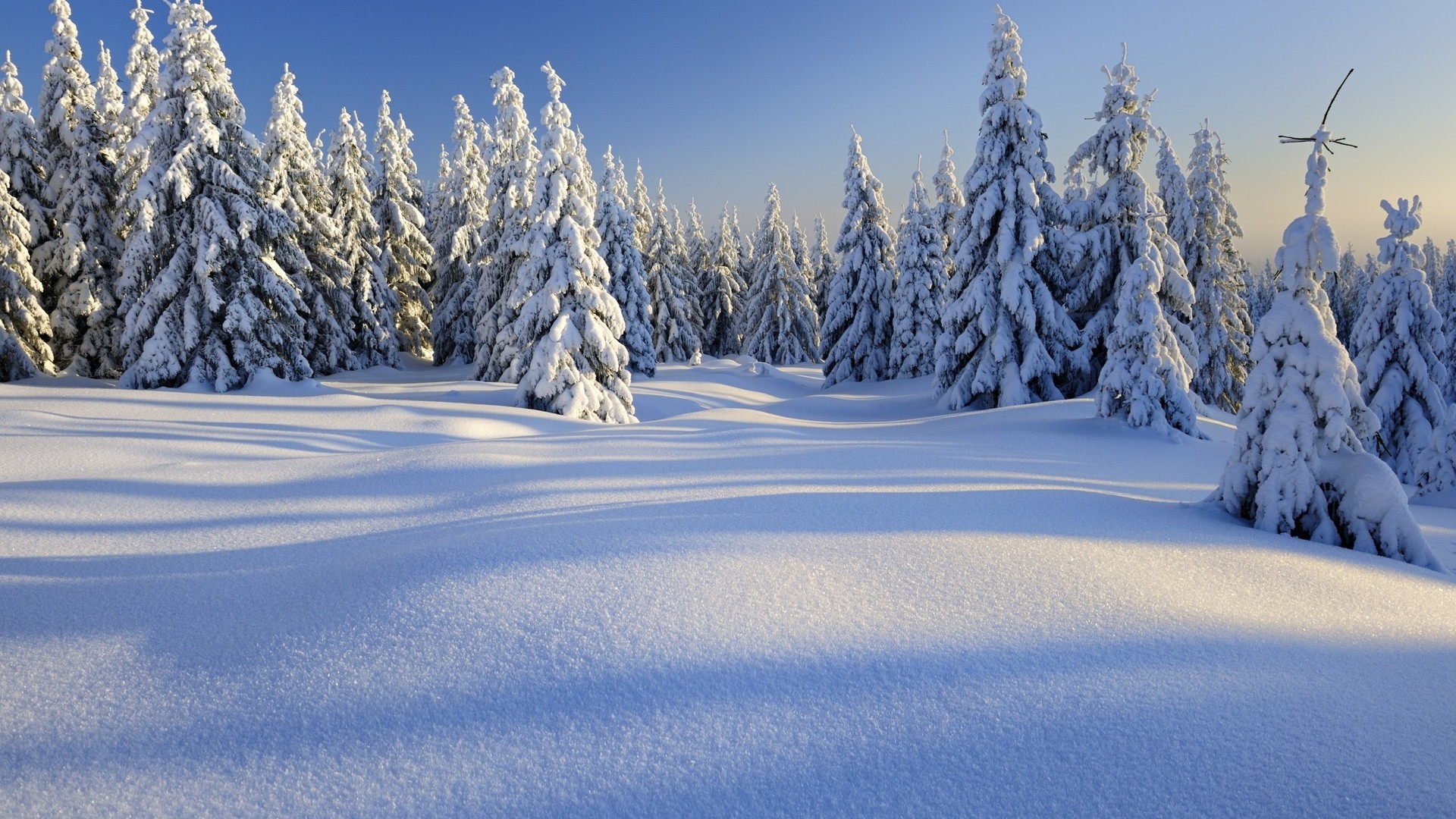 Snowy Forest jpg picture