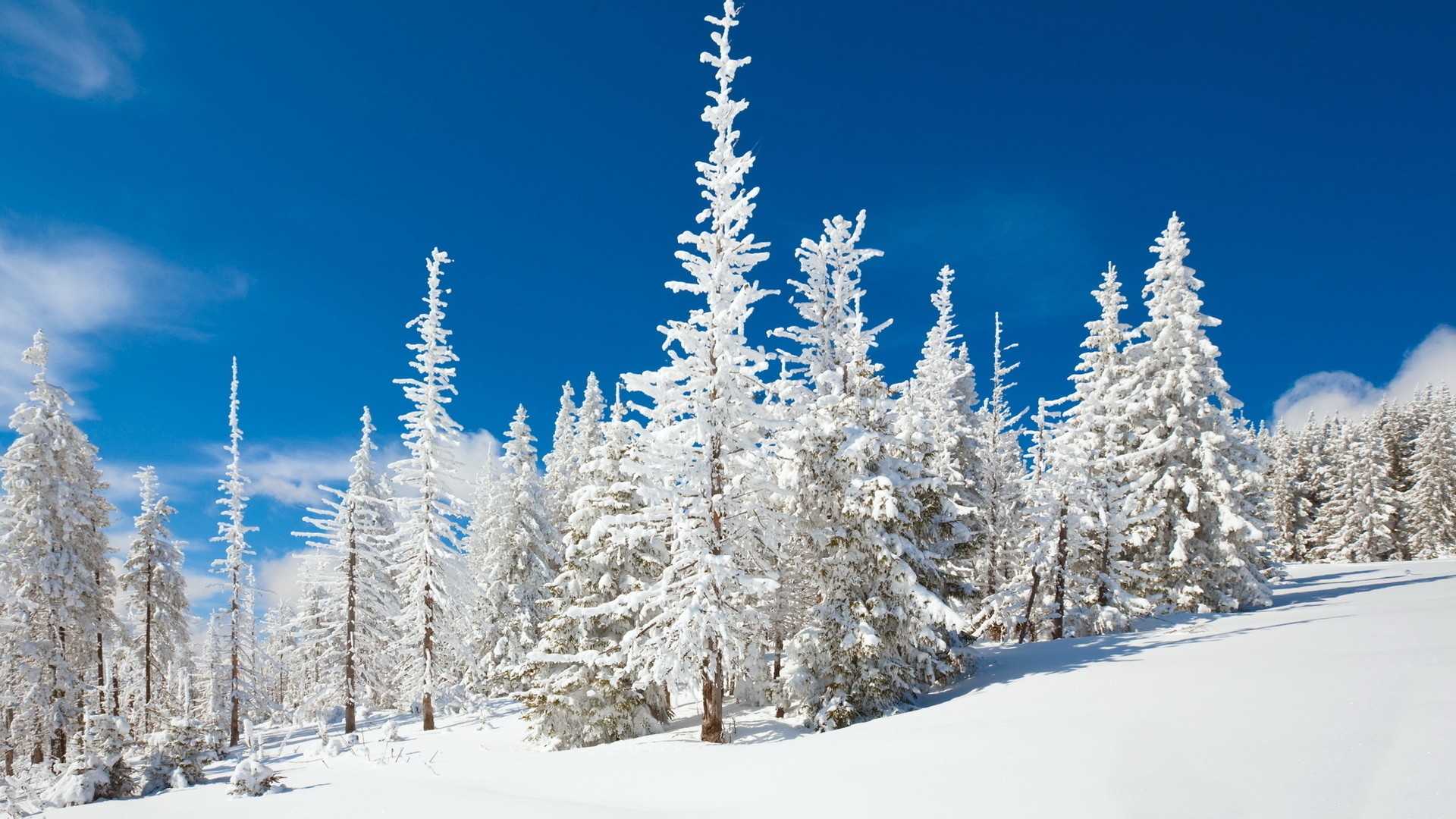 Snowy Forest free wallpaper for desktop