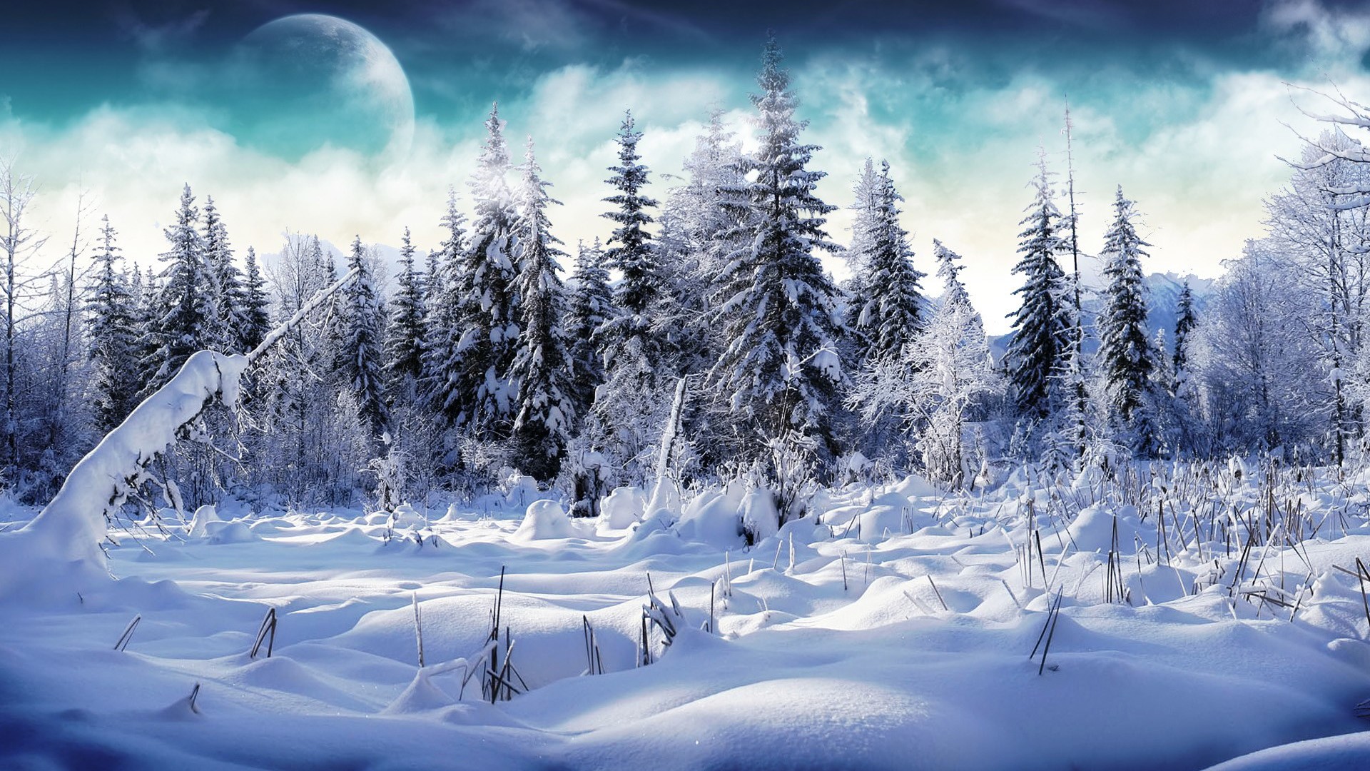 Snowy Forest computer background
