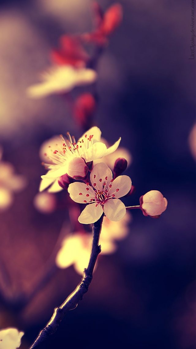 25 Spring Phone Wallpapers - Wallpaperboat