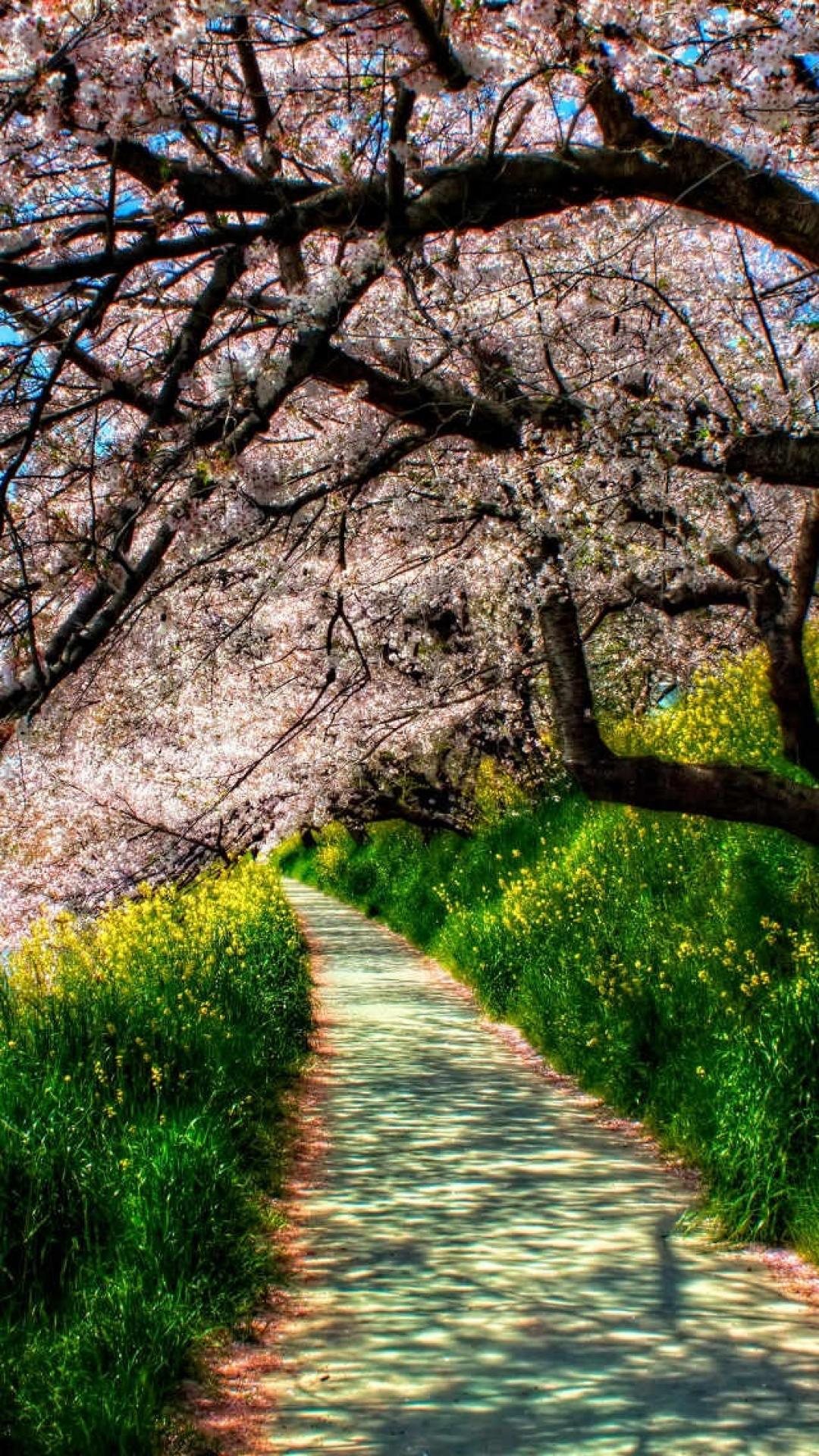 Spring live wallpaper iPhone