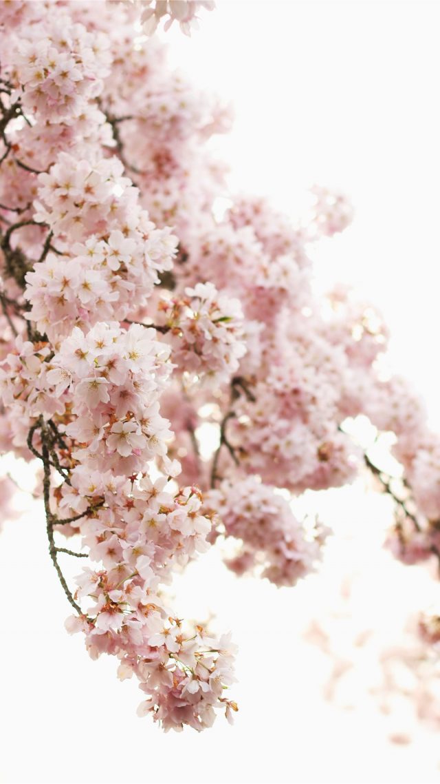 25 Spring Phone Wallpapers - Wallpaperboat