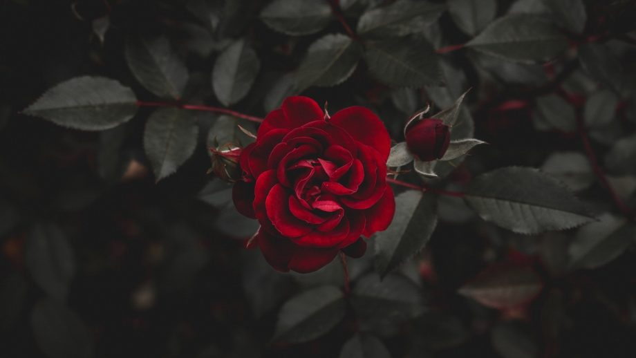 27 Aesthetic Rose Wallpapers - Wallpaperboat