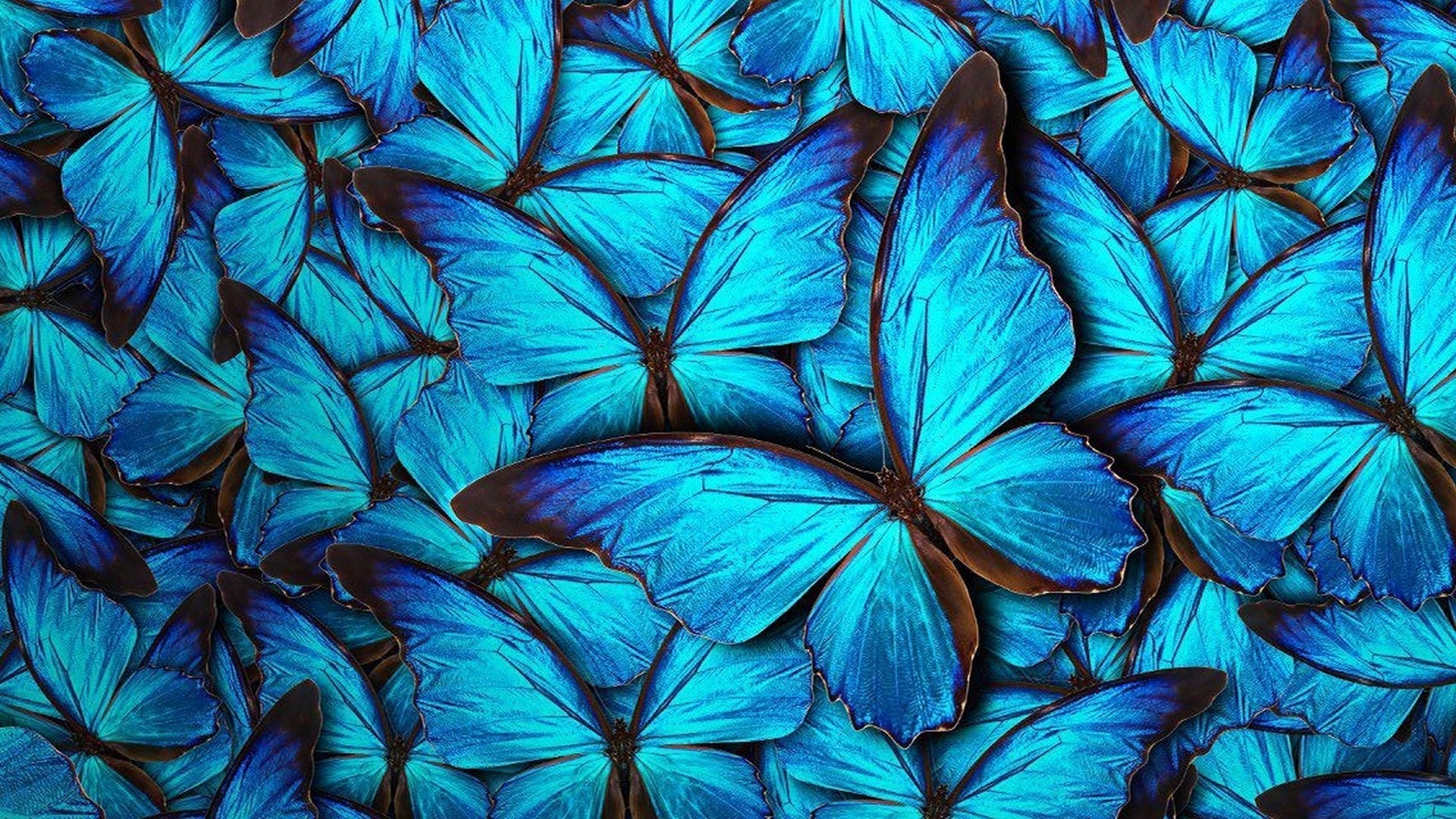 Blue Butterfly hd wallpaper