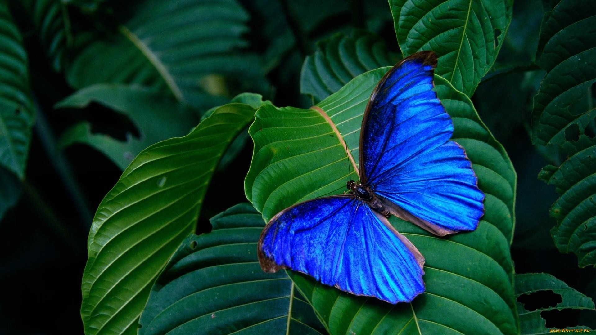 Blue Butterfly Full HD Wallpaper