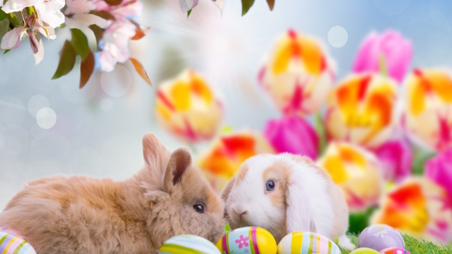 21 Cute Easter Wallpapers - Wallpaperboat