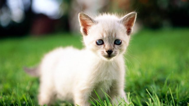 28 Cute White Wallpapers - Wallpaperboat