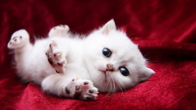 28 Cute White Wallpapers - Wallpaperboat