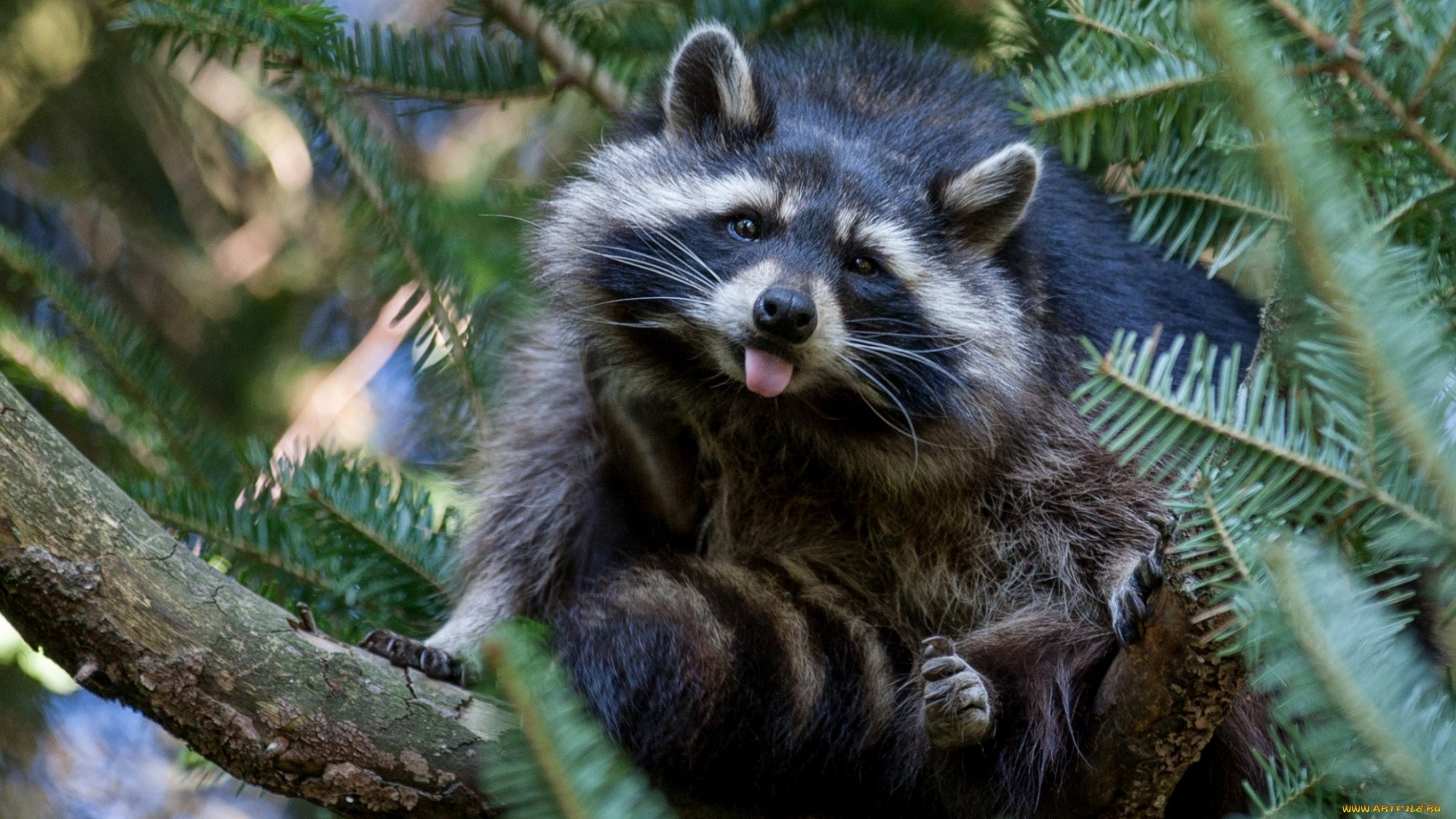 Funny Raccoon Download Wallpaper