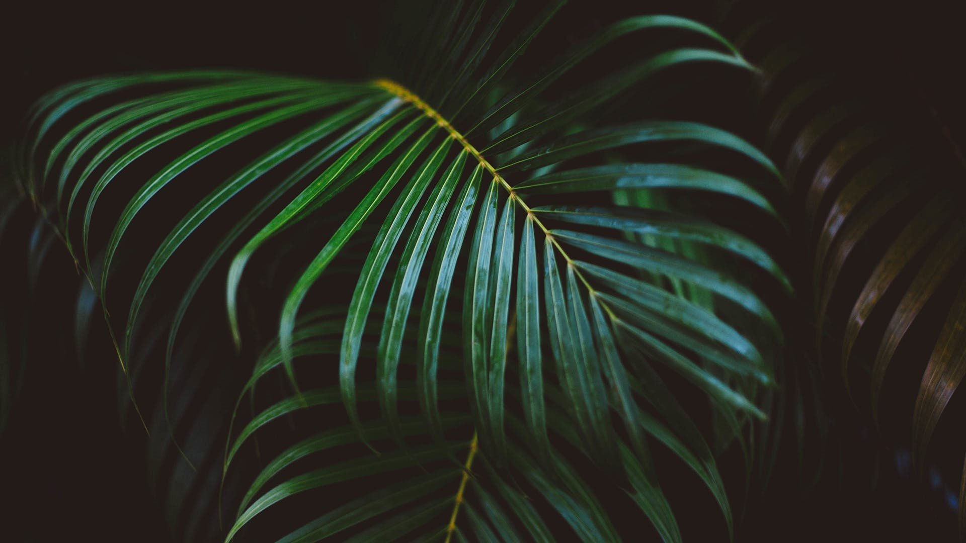 green aesthetic