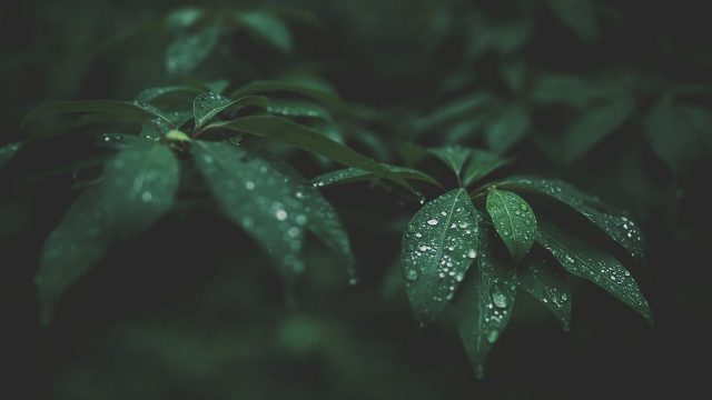 27 Green Aesthetic Wallpapers - Wallpaperboat