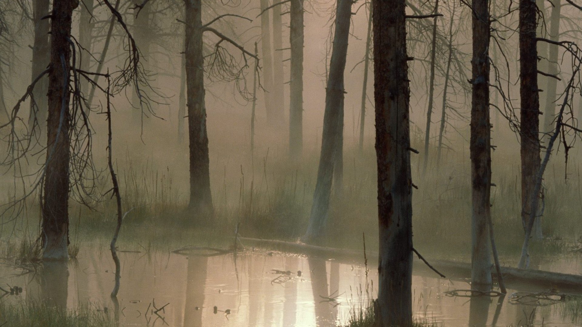 Swamp Wallpaper Image