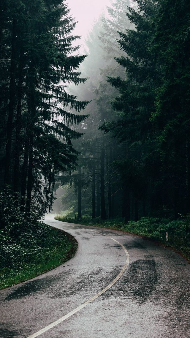 Forest iPhone 5 wallpaper