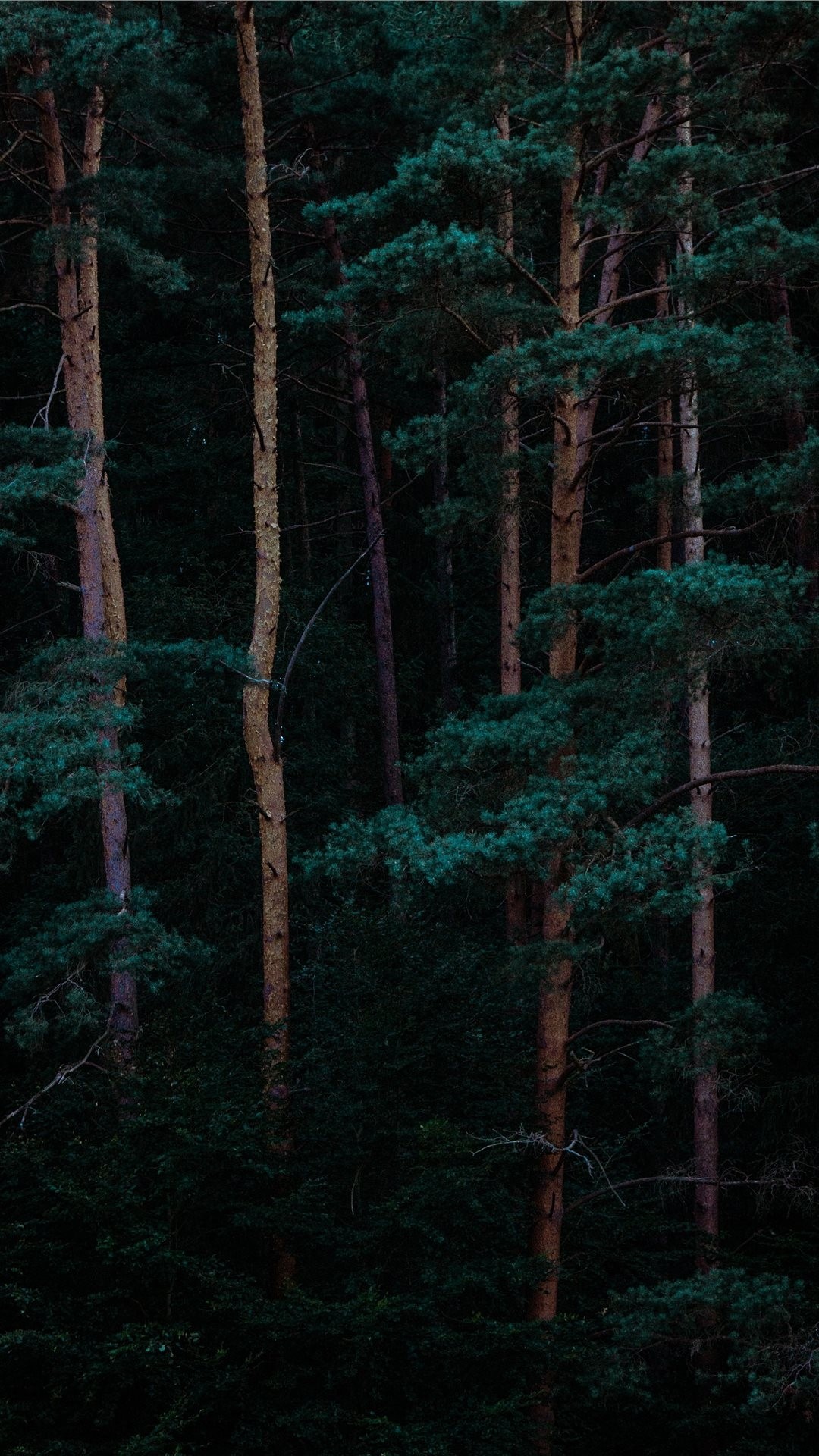 Forest iPhone wallpaper