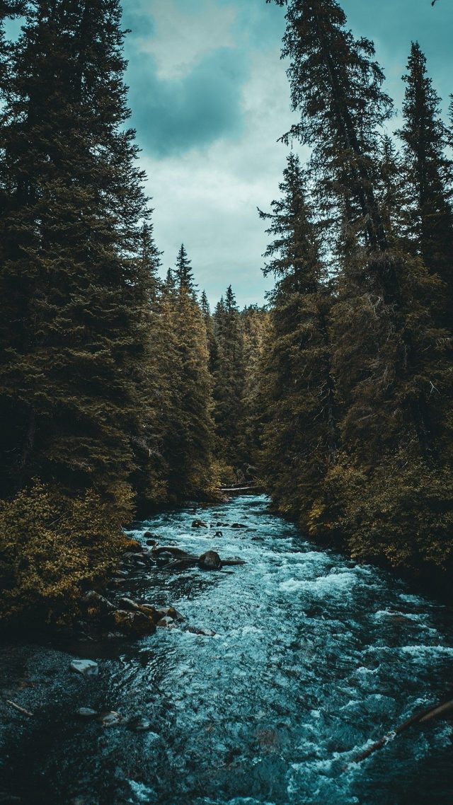 22 Forest Iphone Hd Wallpapers Wallpaperboat
