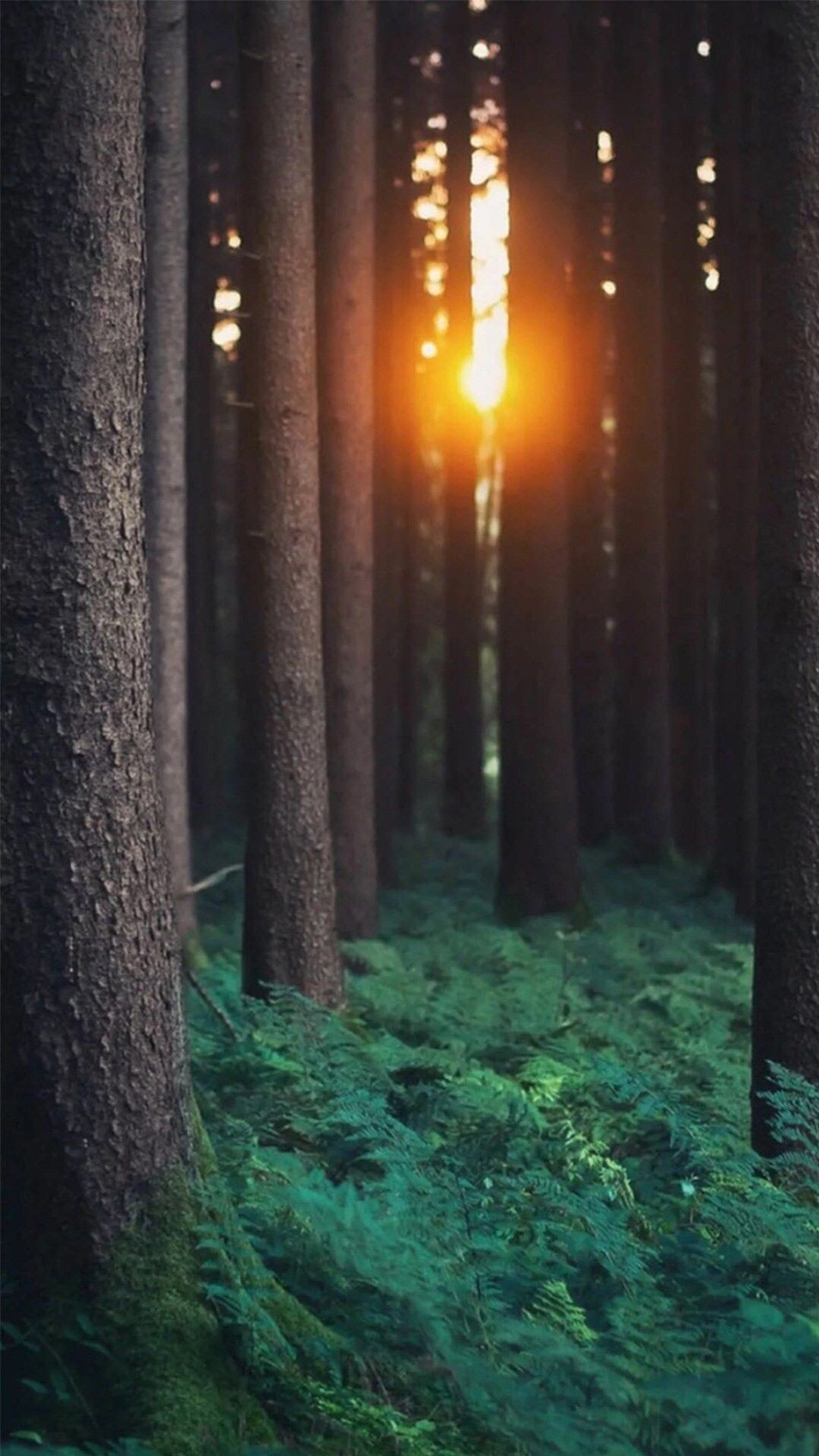 Forest iPhone wallpaper
