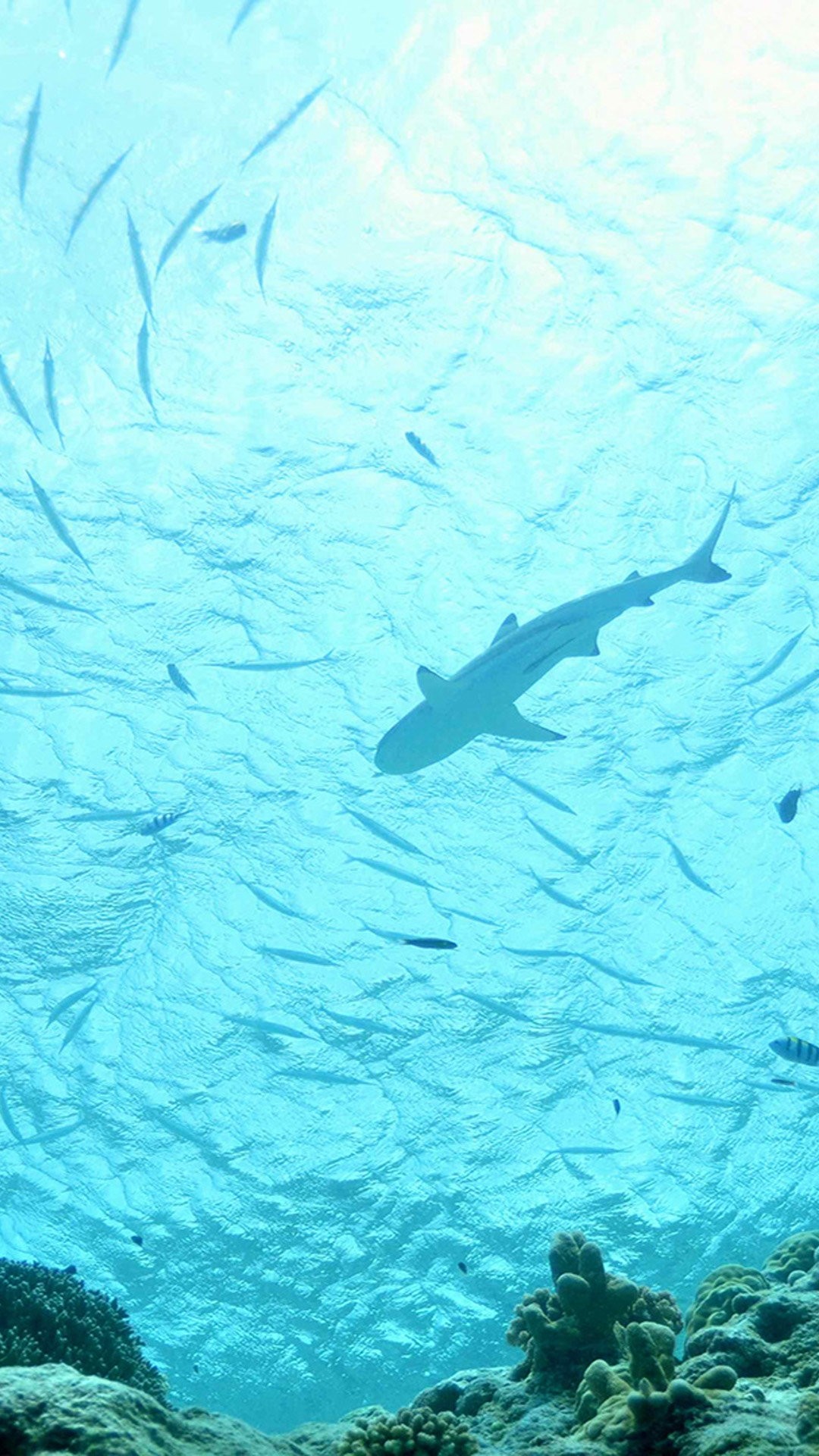 Shark iPhone wallpaper