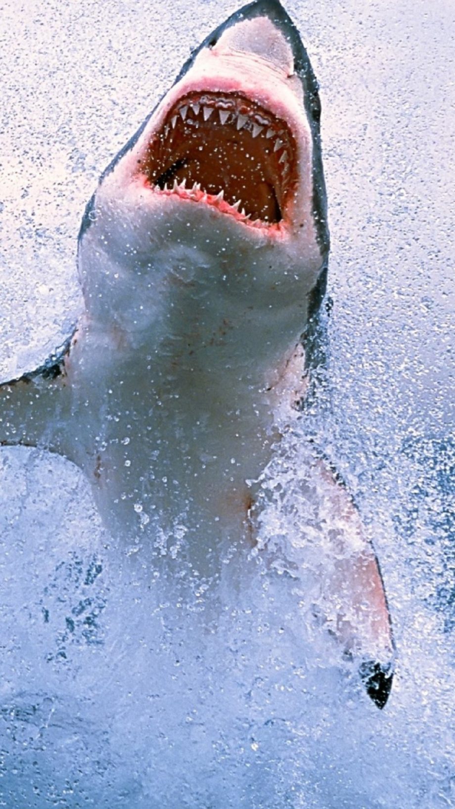 21 Shark iPhone Wallpapers - Wallpaperboat