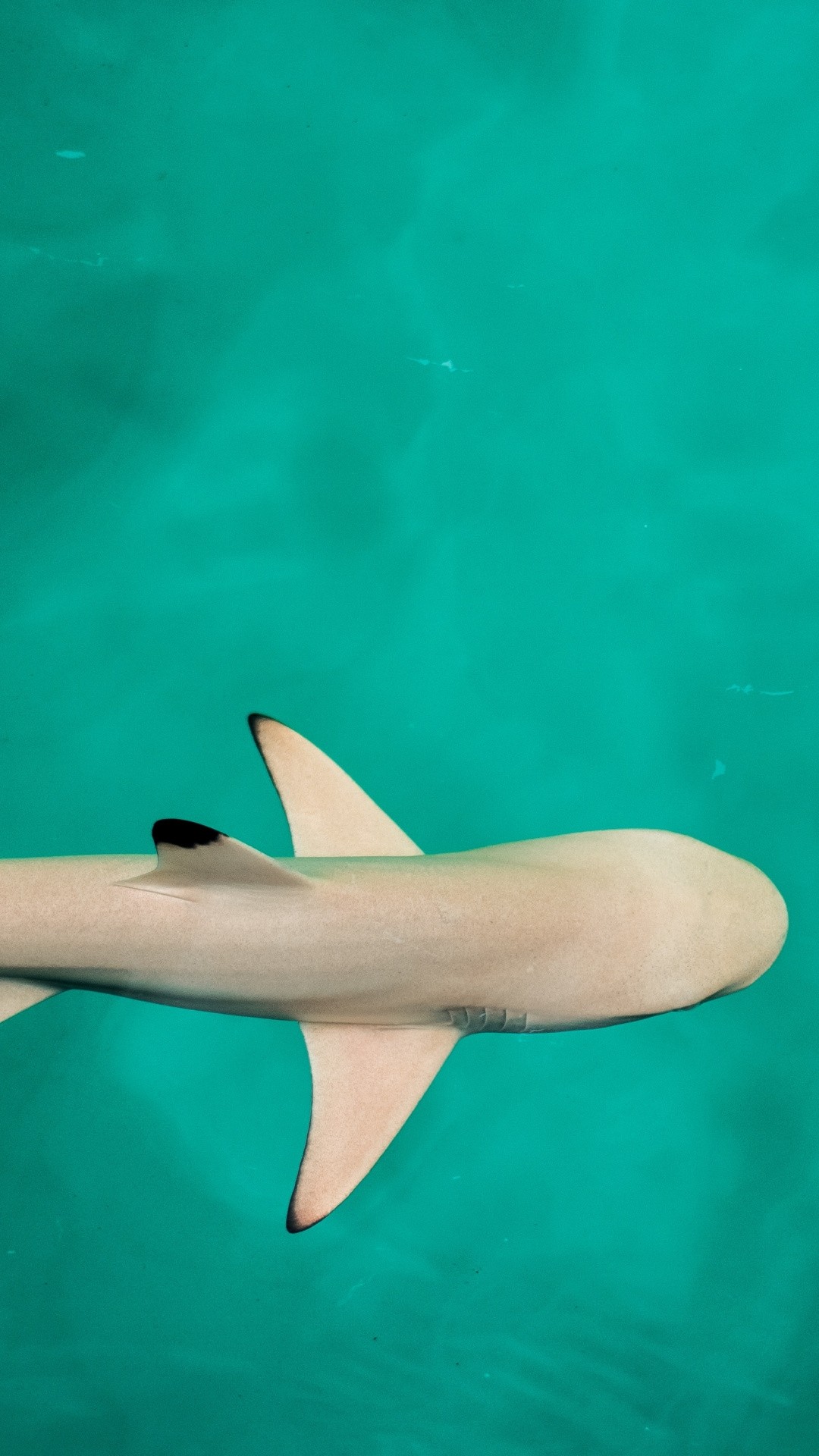 Shark iPhone hd wallpaper