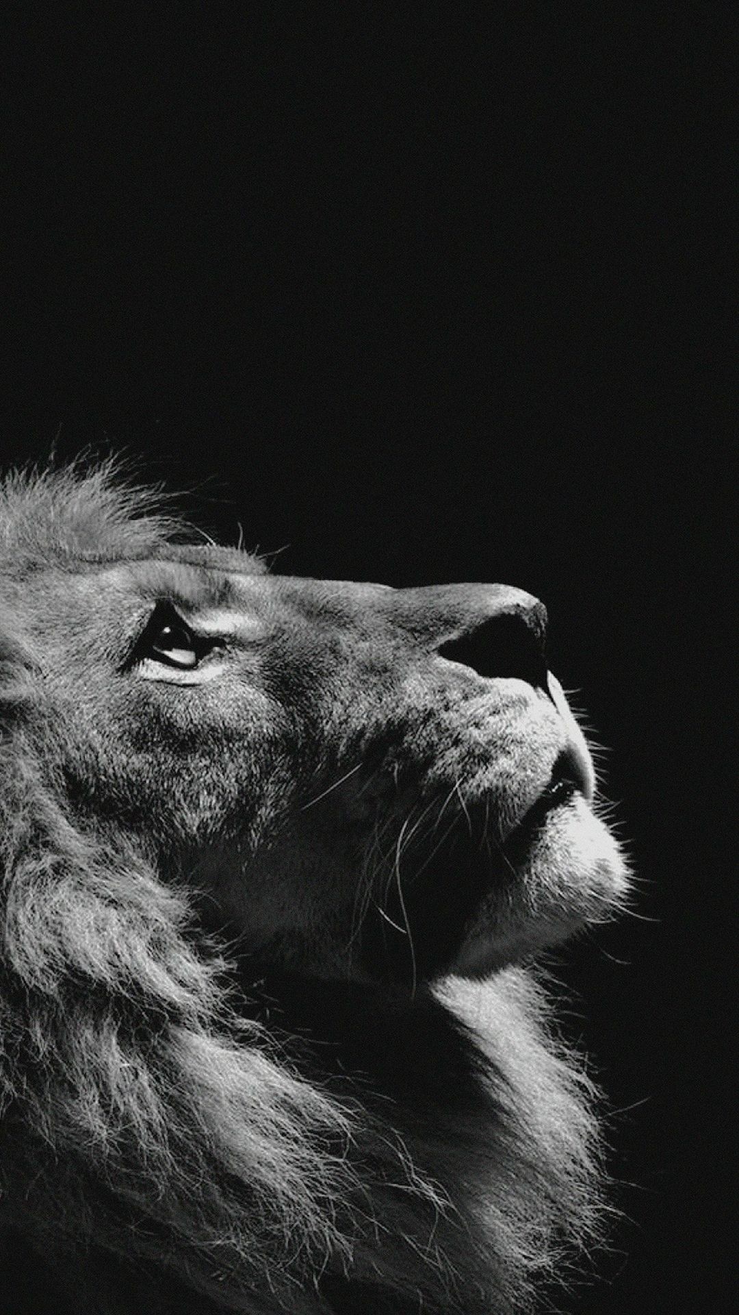 Lion phone background