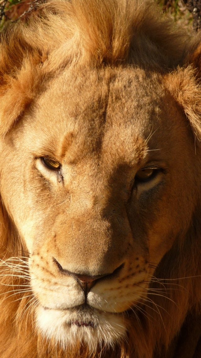 Lion iPhone Wallpapers (21+ images) - WallpaperBoat