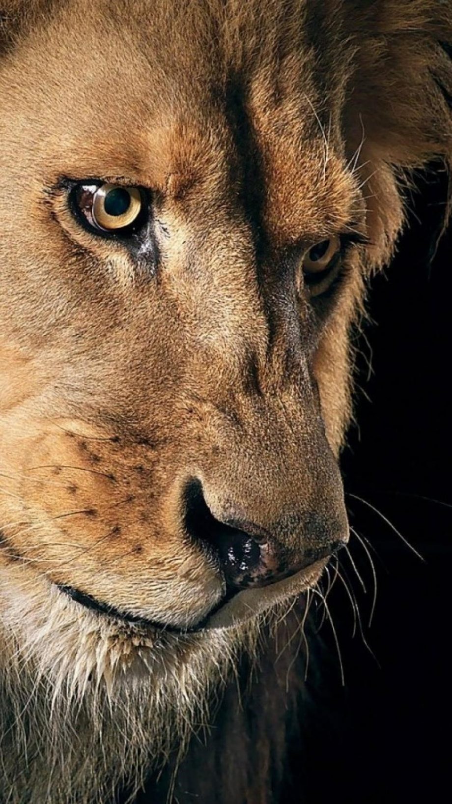 21 Lion iPhone Wallpapers - Wallpaperboat