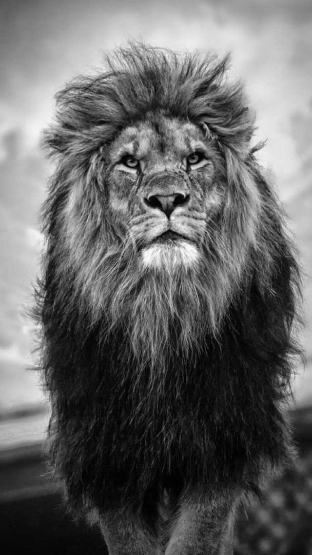 21 Lion iPhone Wallpapers - Wallpaperboat