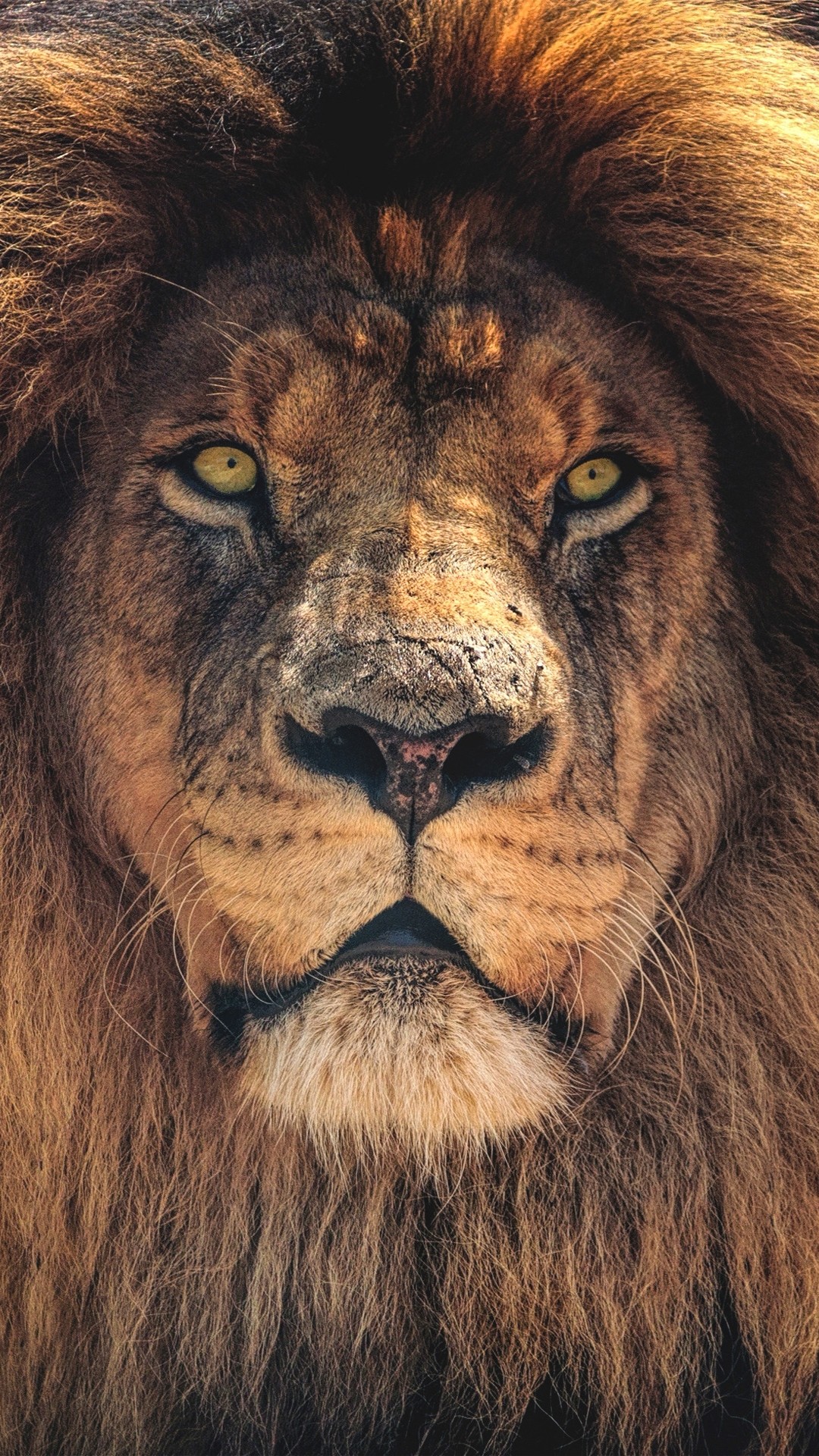 Lion hd wallpaper
