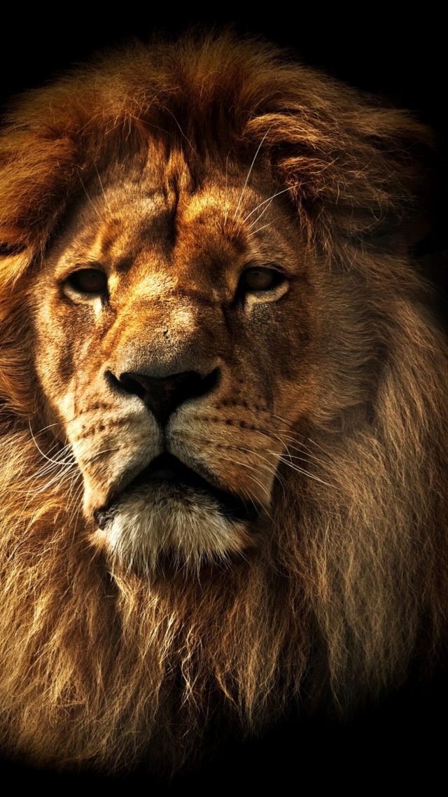 21 Lion iPhone Wallpapers - Wallpaperboat