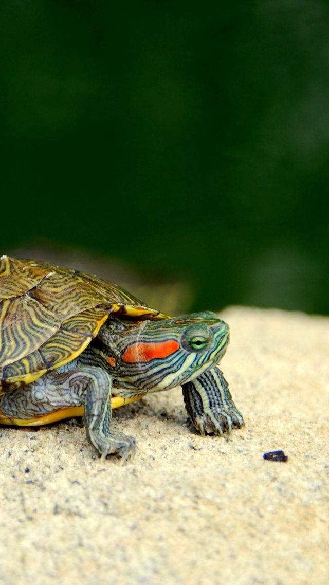 20 Turtle iPhone Wallpapers - Wallpaperboat