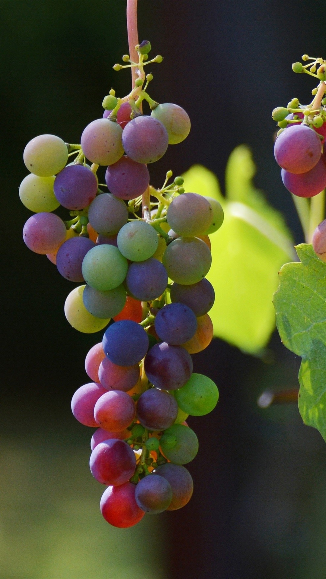 Vineyard Vines wallpaper for iPhone