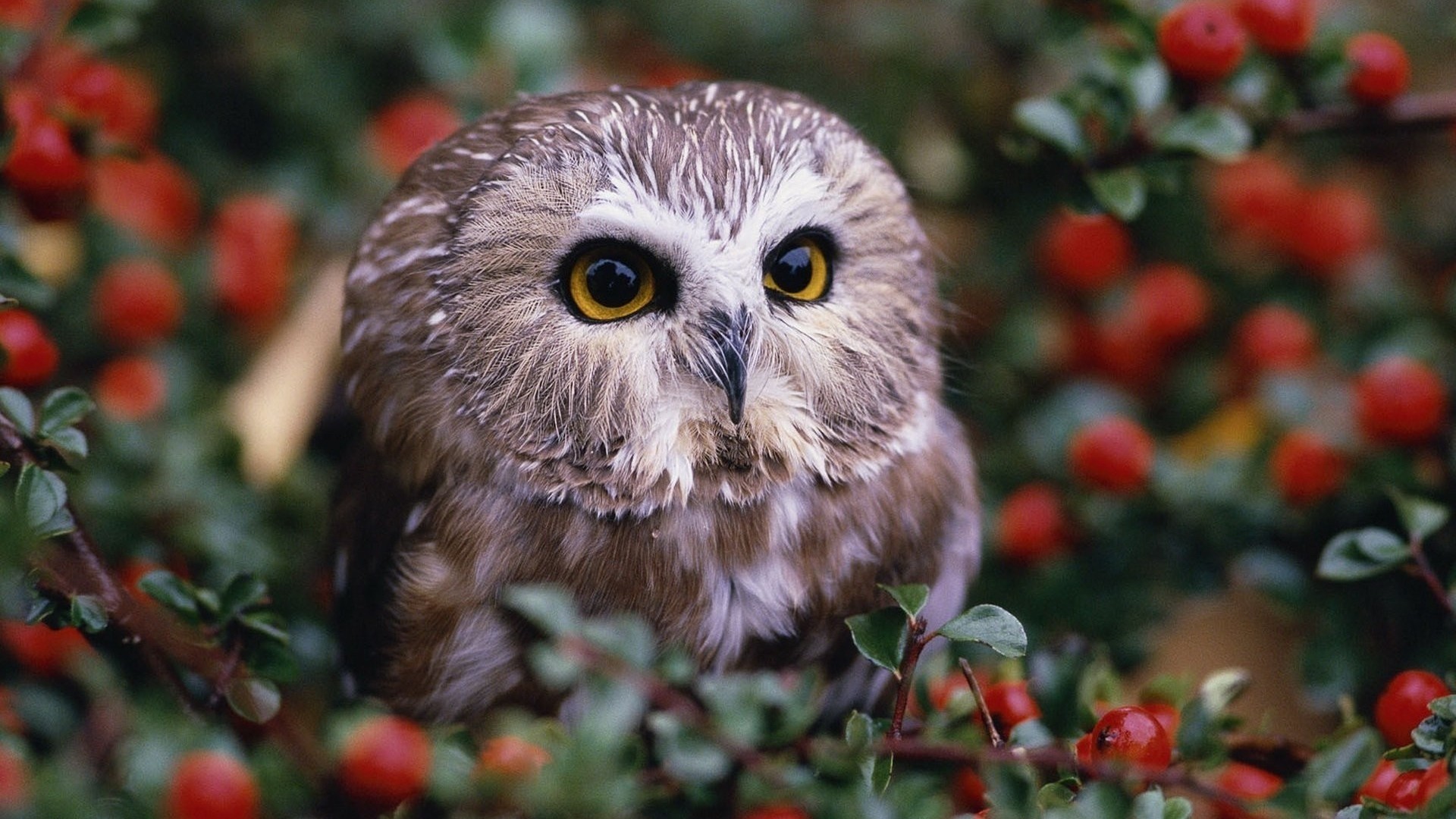Owl Wallpaper Picture