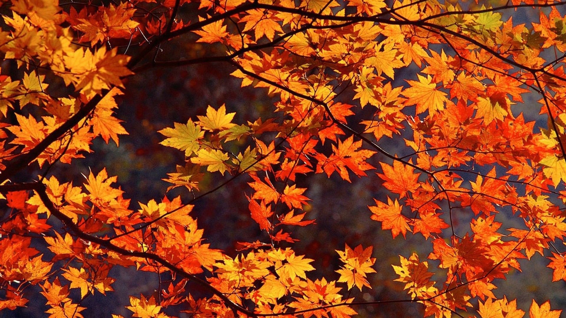 Cute Fall Free Wallpaper and Background
