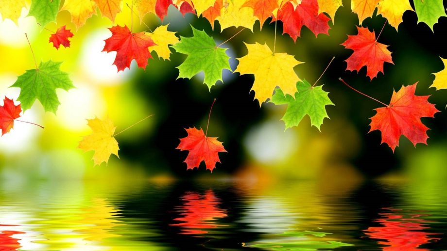 21 Cute Fall HD Wallpapers - Wallpaperboat