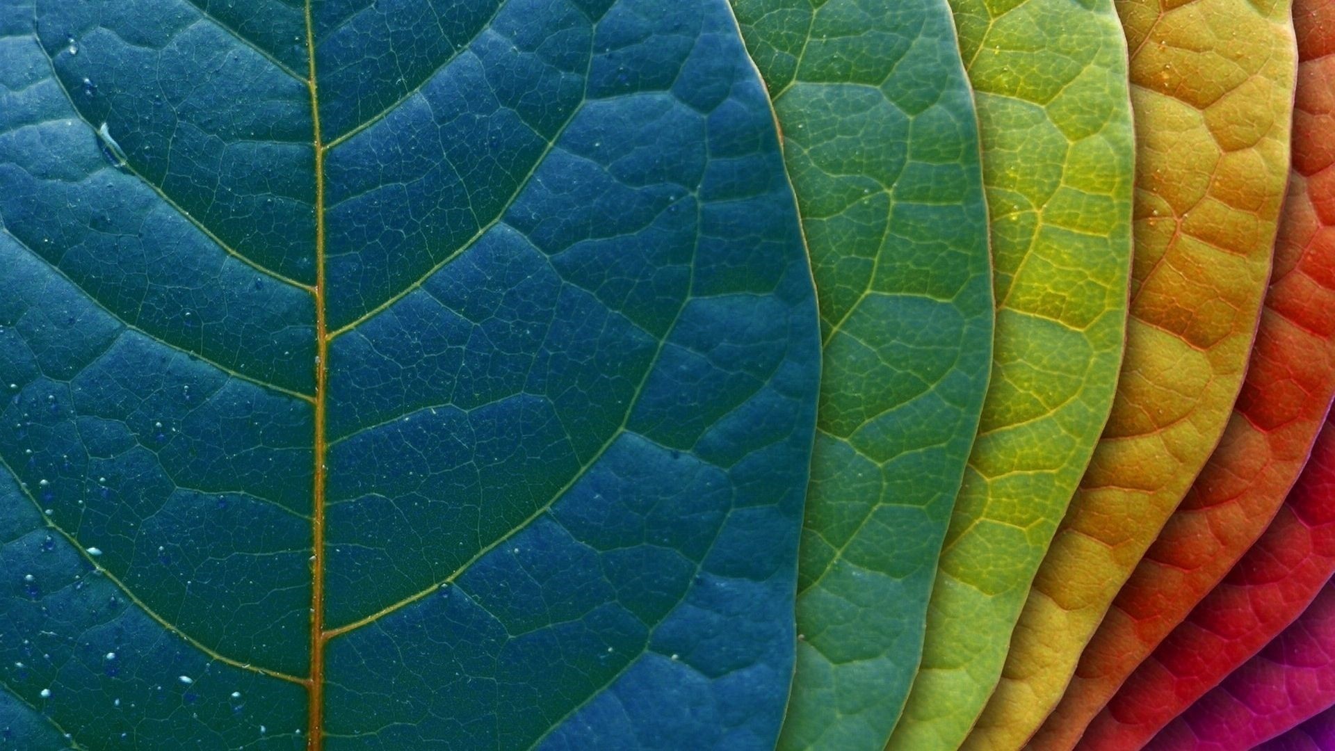 Leaf Free Wallpaper and Background