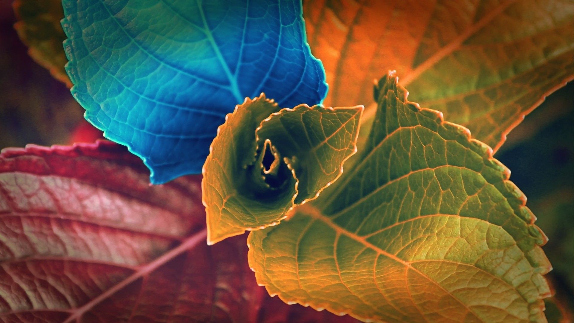 Leaf Wallpaper image hd