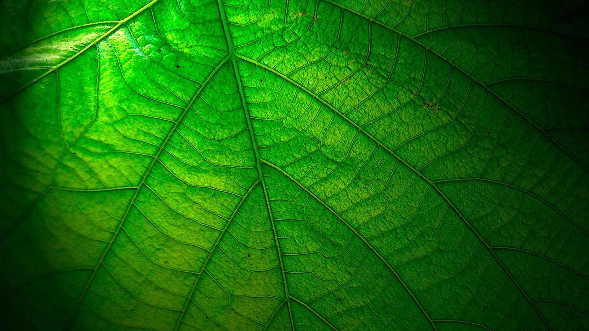 Leaf wallpaper photo hd