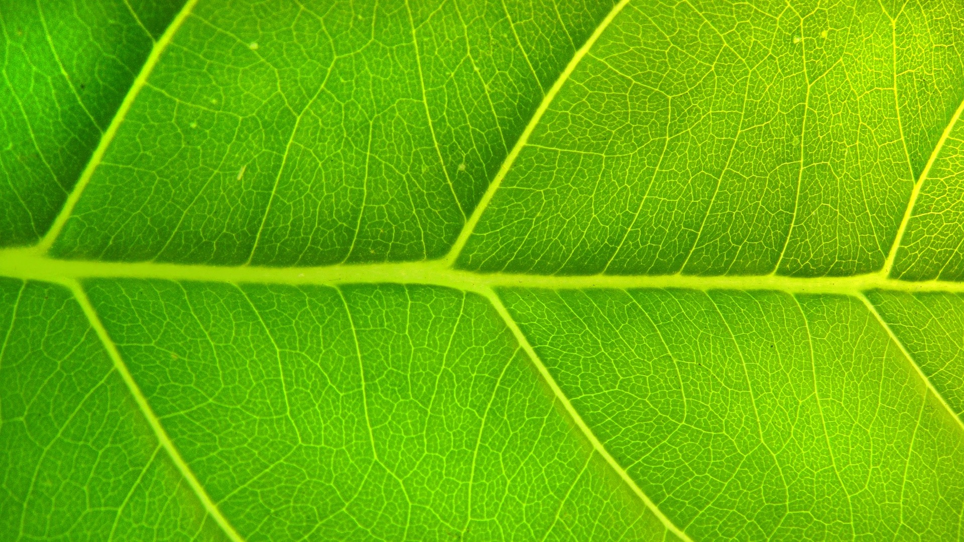 Leaf hd desktop wallpaper