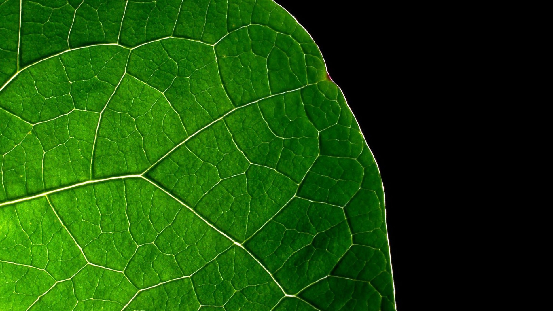 Leaf Wallpaper and Background