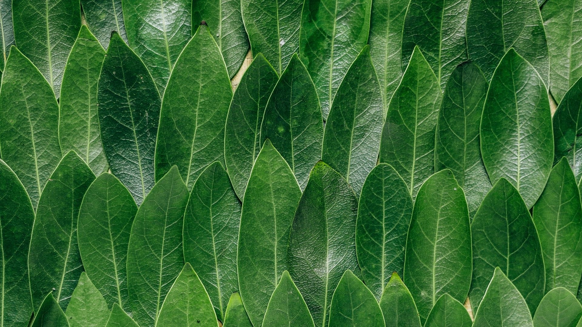 Leaf computer wallpaper