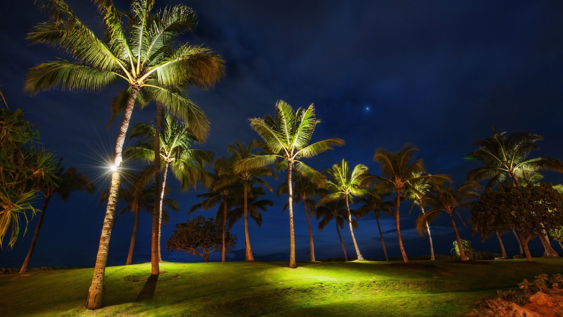 Palm Tree HD Wallpaper