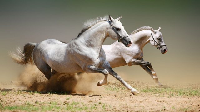 White Horse Wallpaper and Background