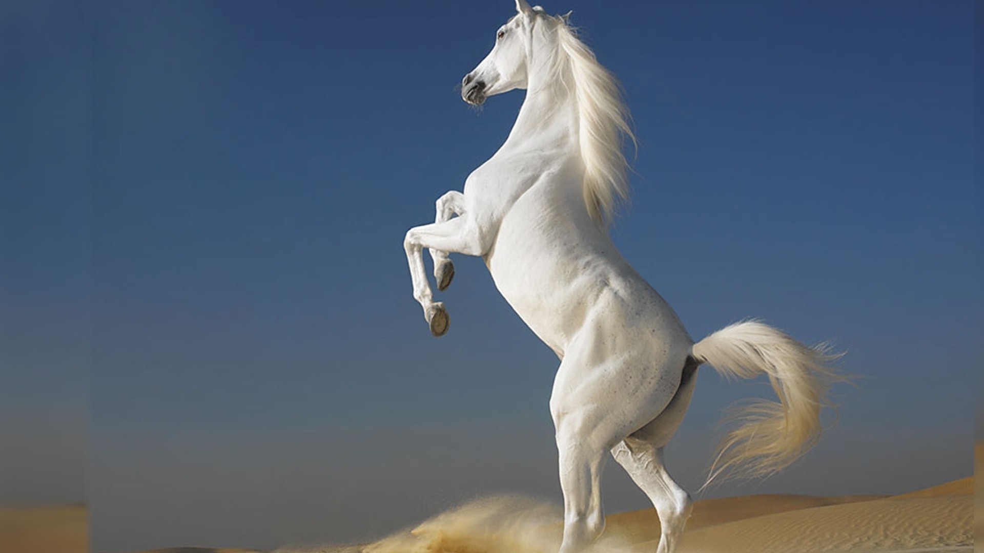 White Horse HD Download
