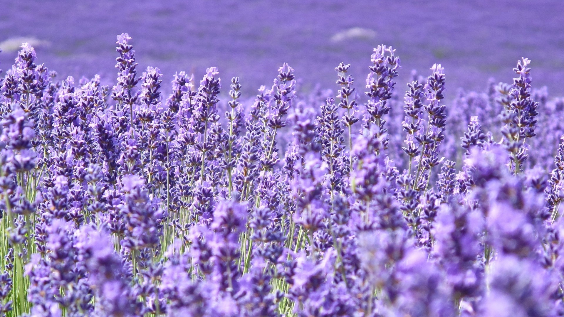 Lavender Full HD Wallpaper