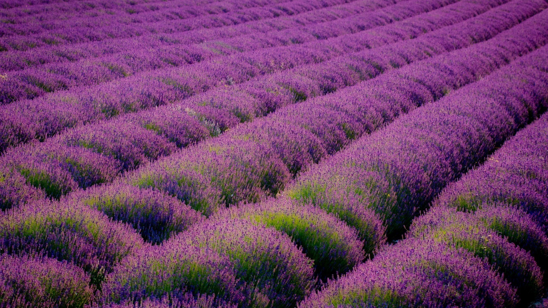 Lavender HD Wallpaper