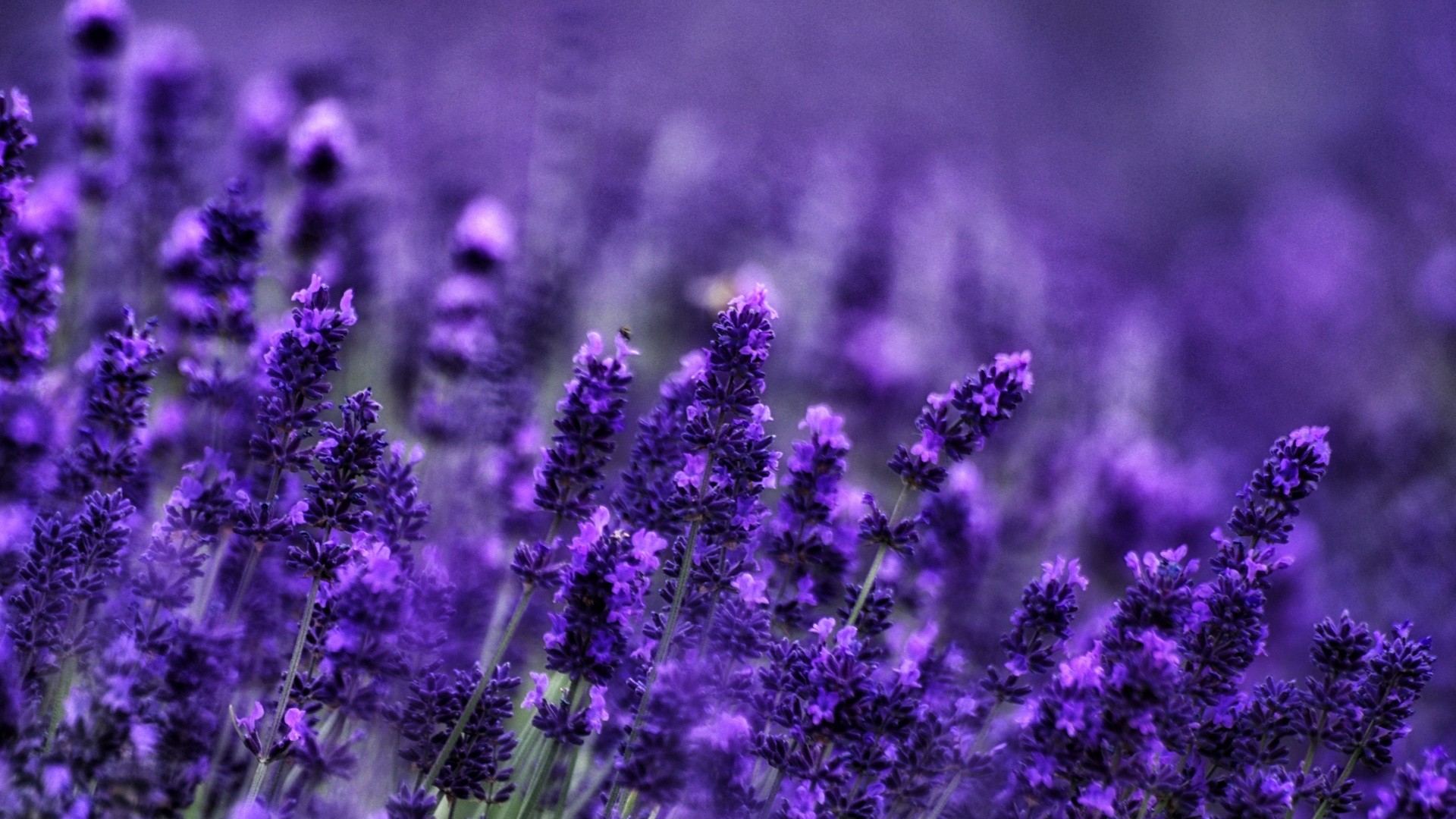 Lavender Image
