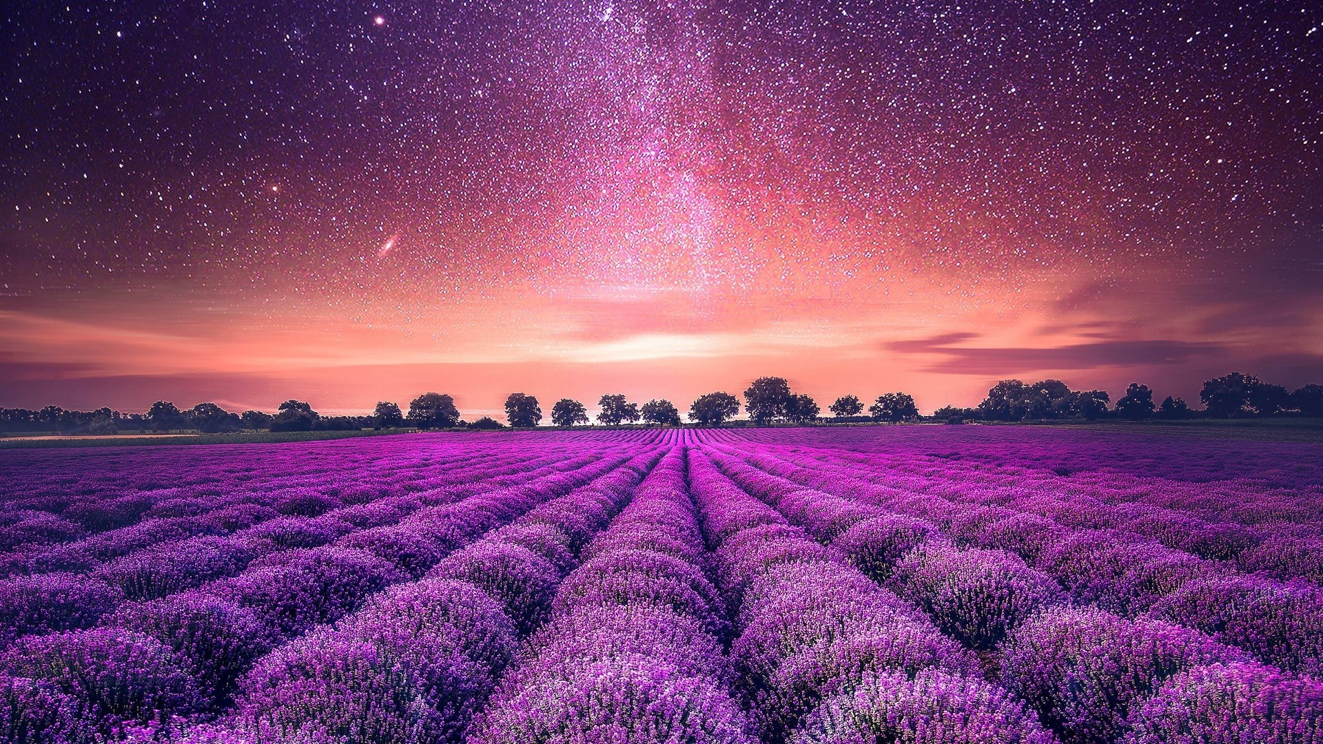 Lavender Pic