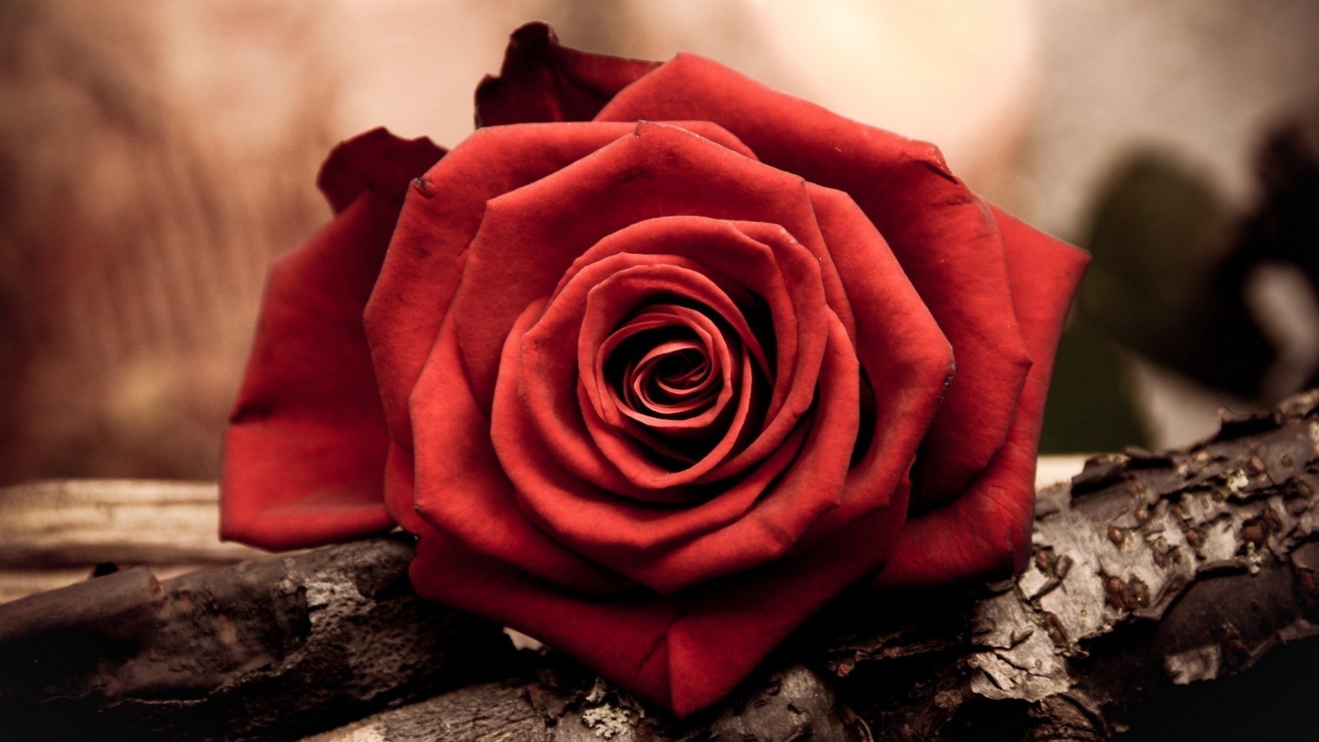 Red Rose Full HD Wallpaper