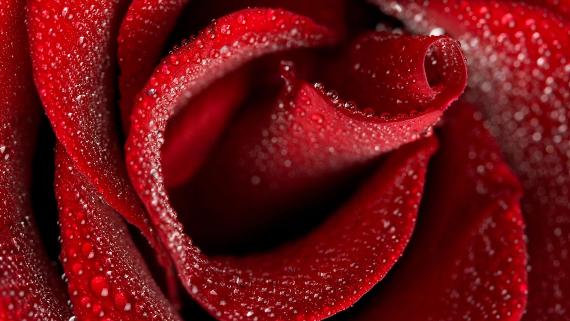 Red Rose HD Wallpaper