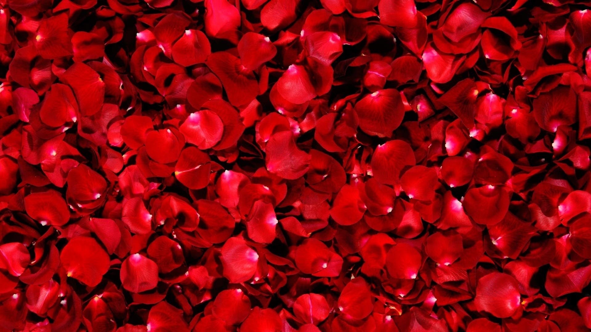 Red Rose hd desktop wallpaper